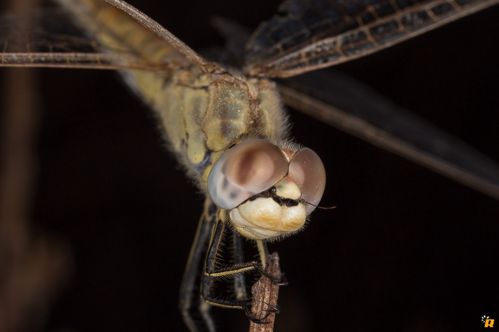 Sympetrum Fonscolombii - Richiesta conferma ID