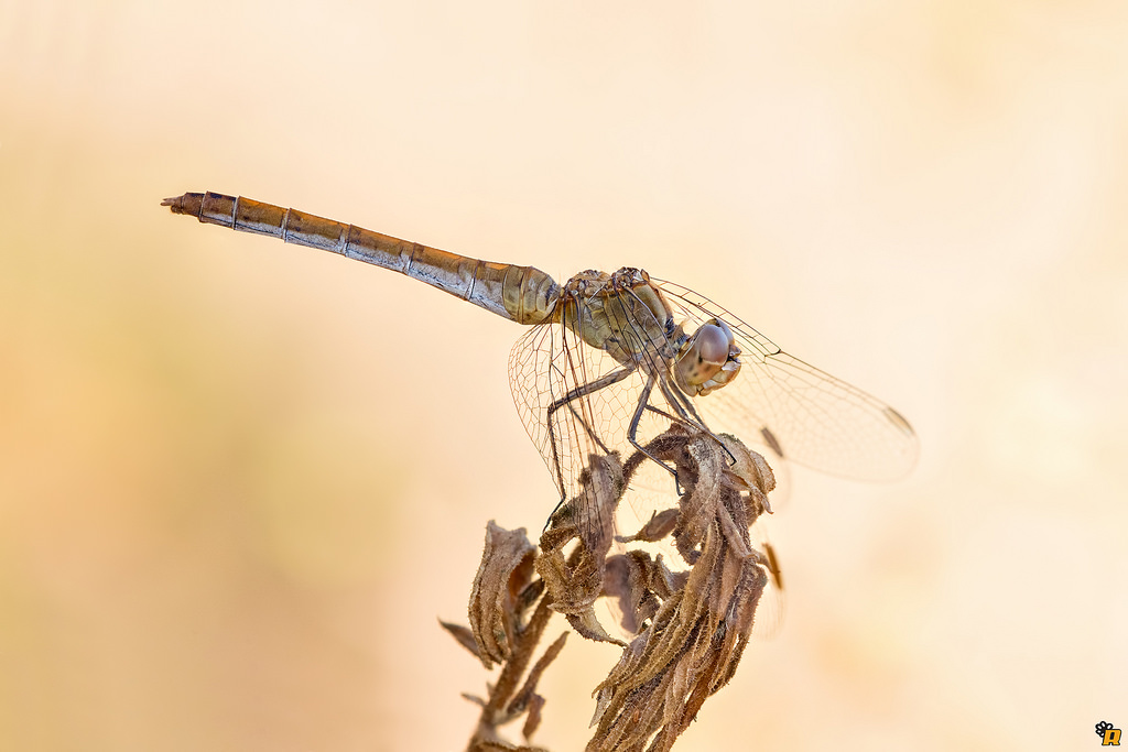 Sympetrum meridionale,  femmina
