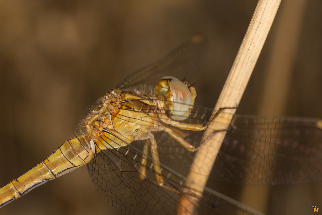 Orthetrum coerulescens anceps - Richiesta conferma