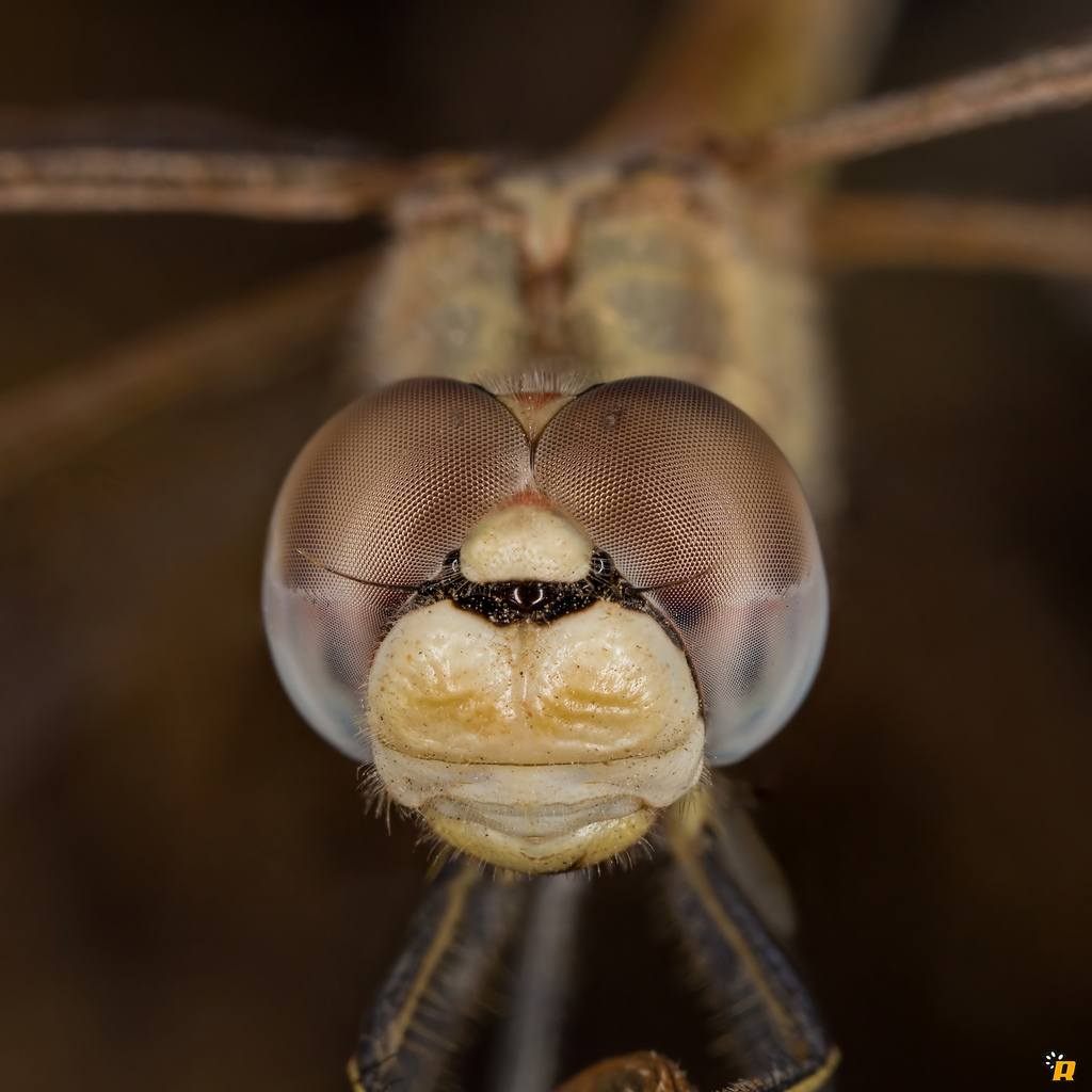 Sympetrum Fonscolombii - Richiesta conferma ID