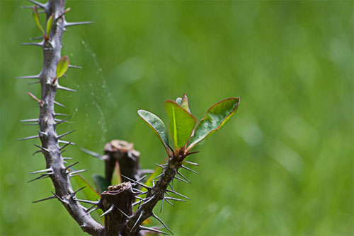 Aiuto per allevamento bruco Monarca