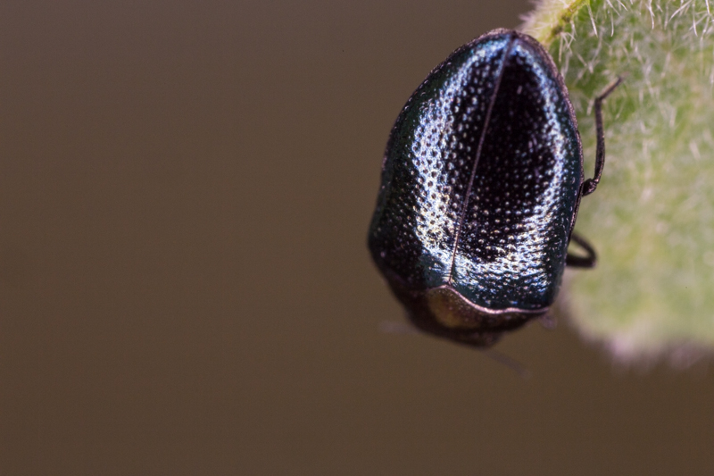 Trachys troglodytiformis