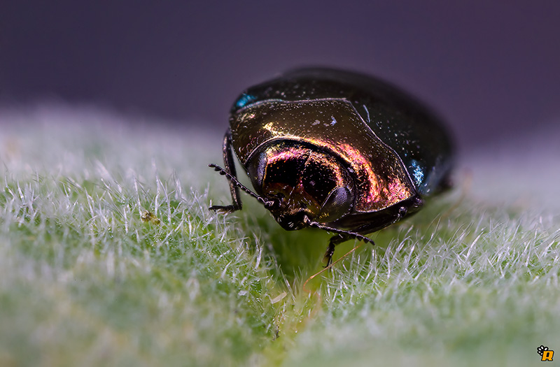 Trachys troglodytiformis