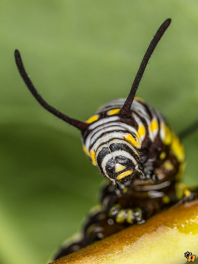 Aiuto per allevamento bruco Monarca