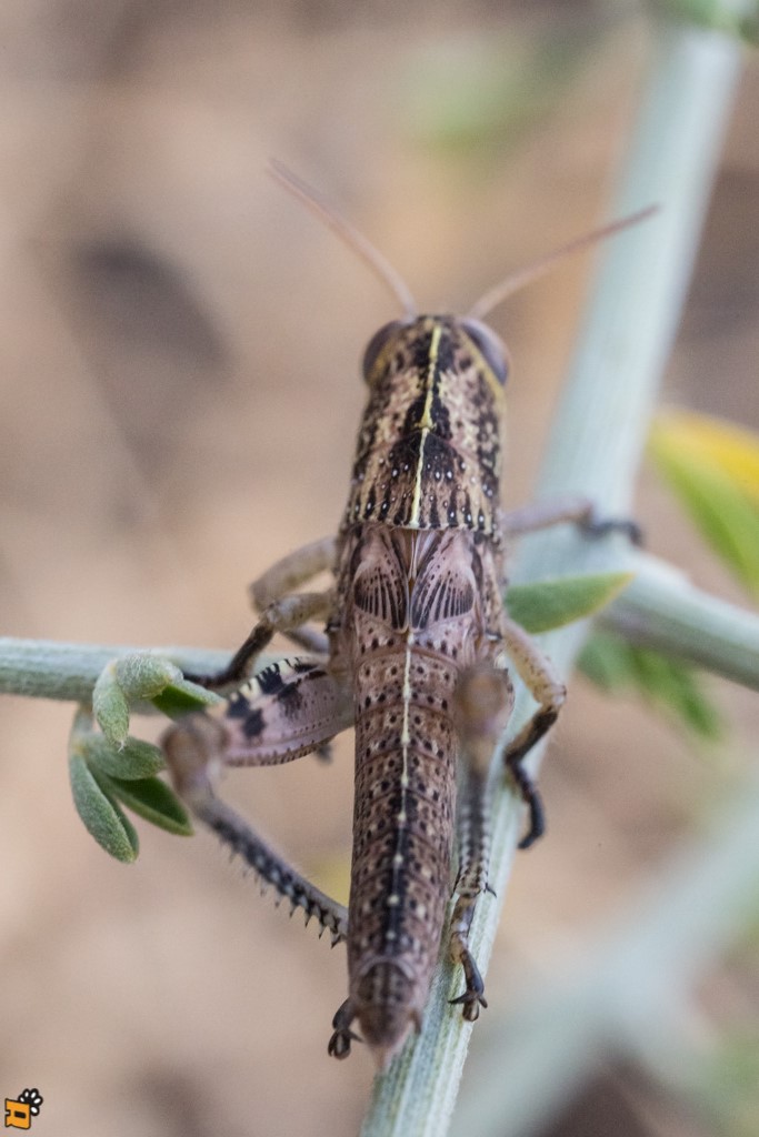 ninfa di Anacridium aegyptium