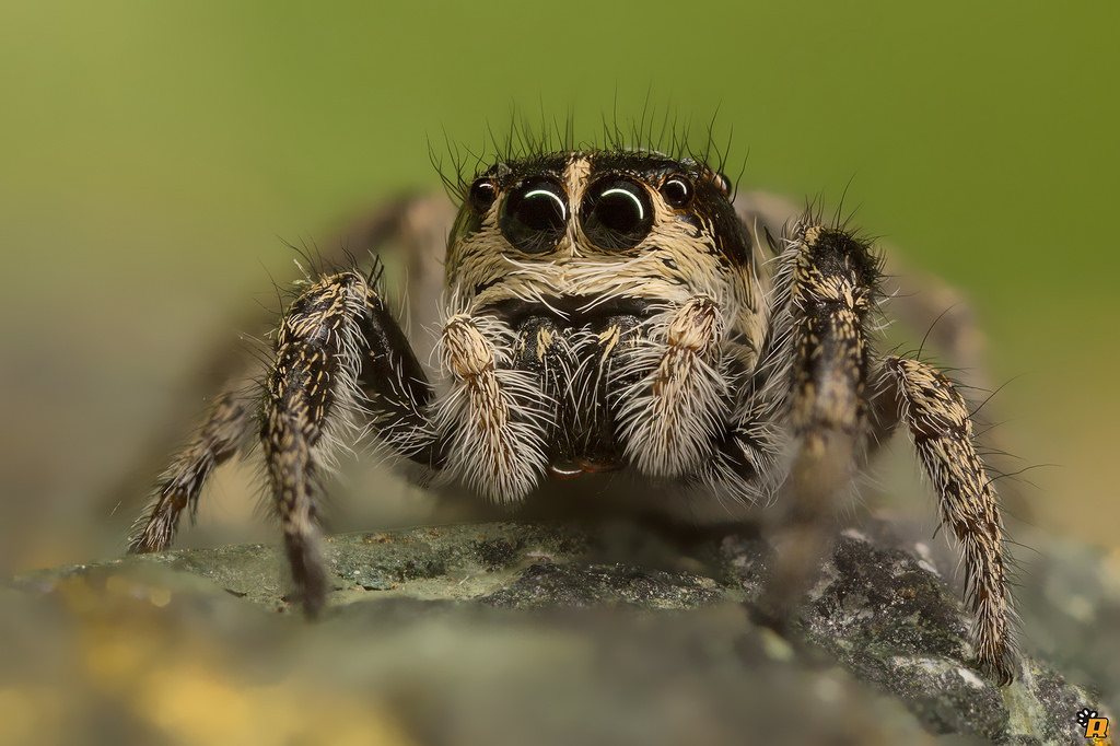 Pellenes sp. - Olbia (OT)