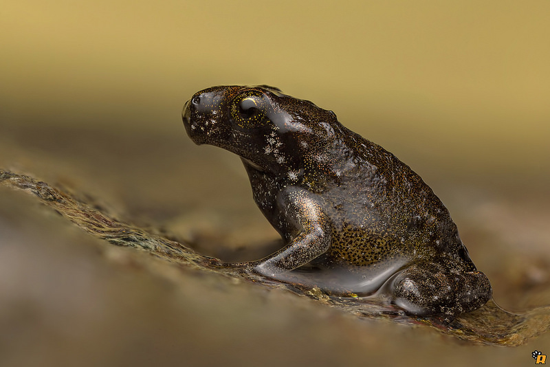 Da girini a rana, o rospo? Richiesta aiuto ID - Discoglossus sardus