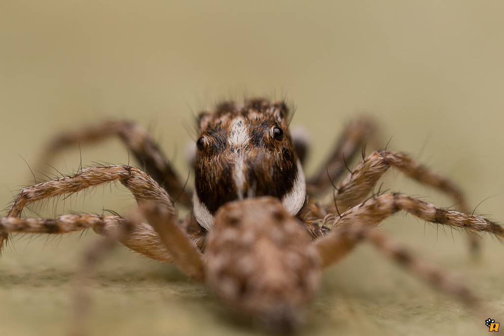 Menemerus semilimbatus - Olbia (OT)