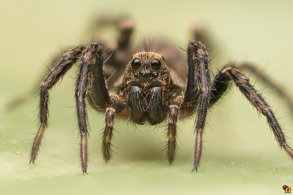 Lycosidae:  Pardosa sp.  - Olbia (OT)