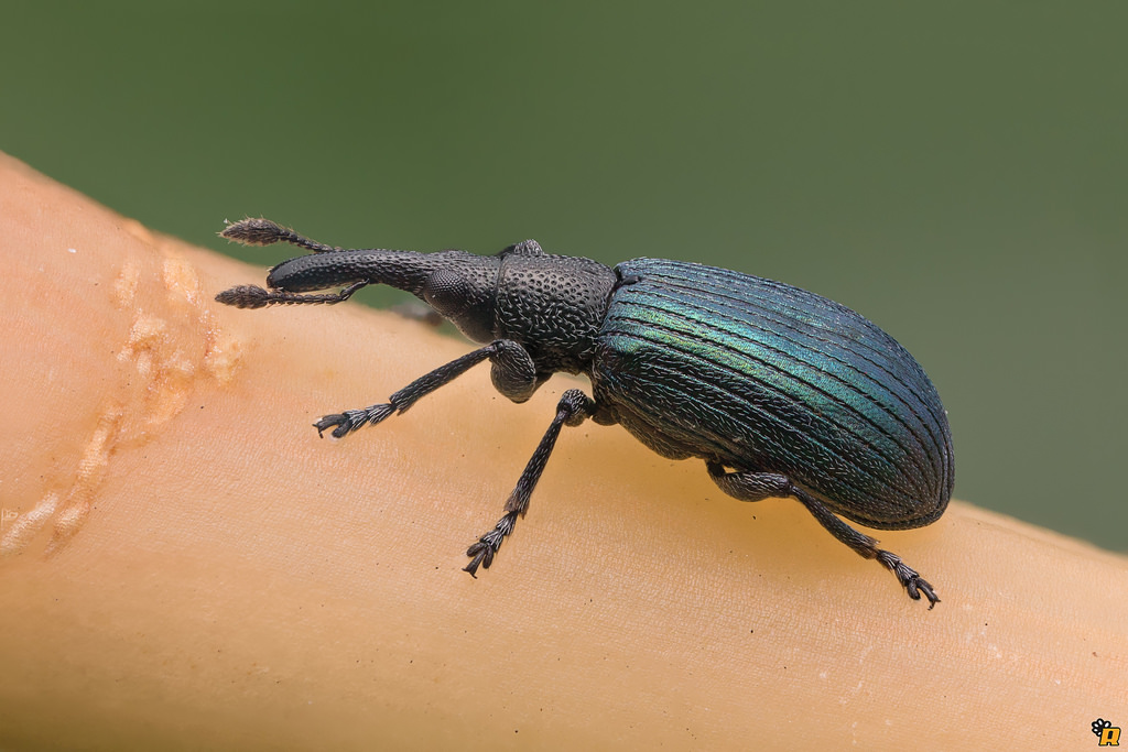 Apionidae: Perapion violaceum