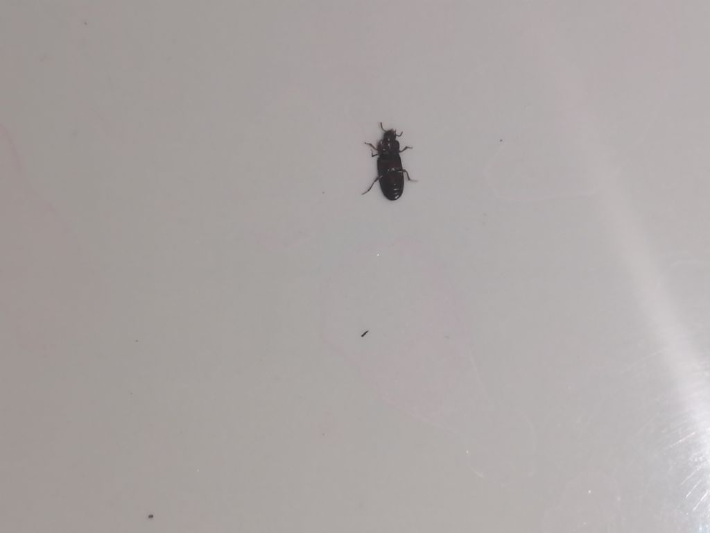 Help me:  Tribolium sp. (Tenebrionidae)