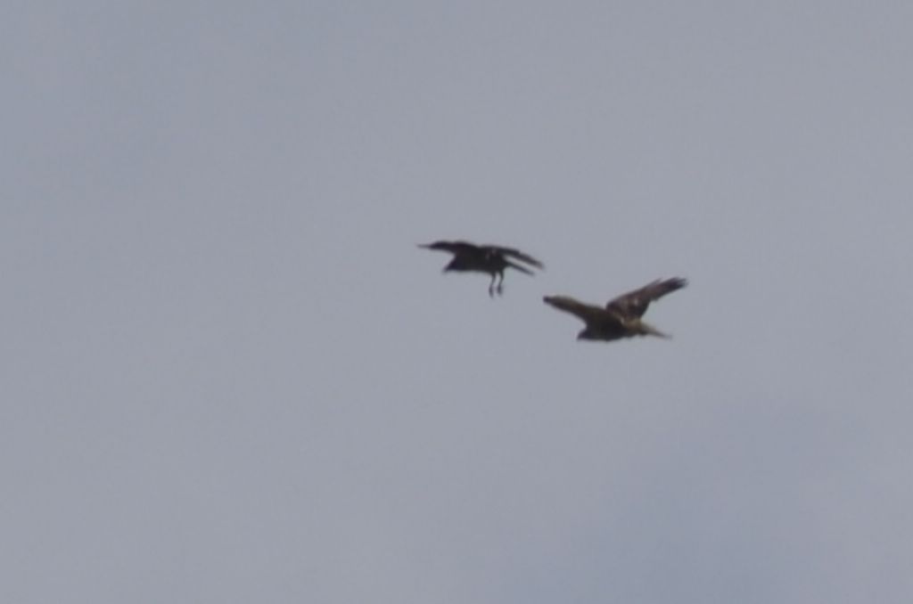 Poiana VS Cornacchia e Corvo imperiale