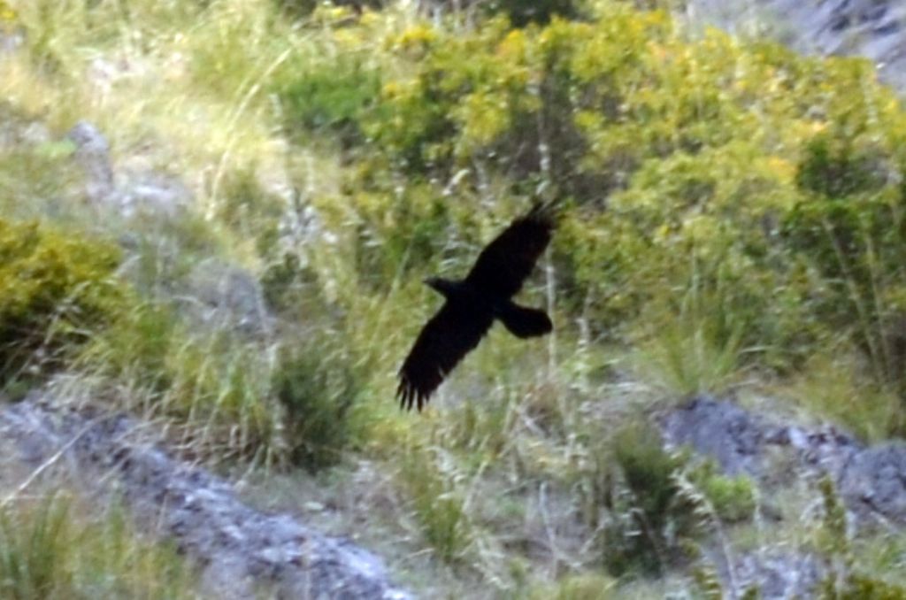 Poiana VS Cornacchia e Corvo imperiale