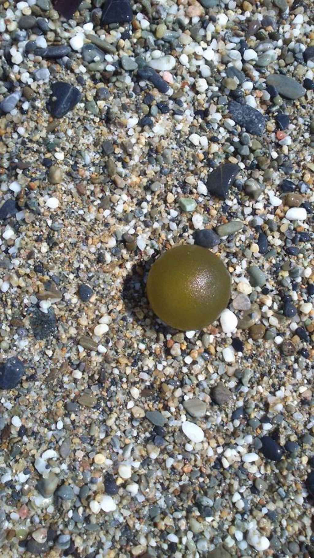 Codium bursa