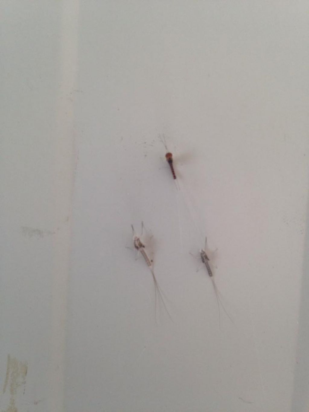 Exuvie di Ephemeroptera del Parco Forlanini a Milano