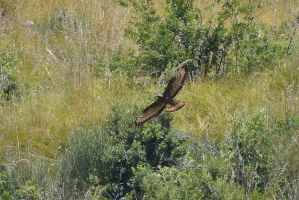Falco pecchiaiolo???