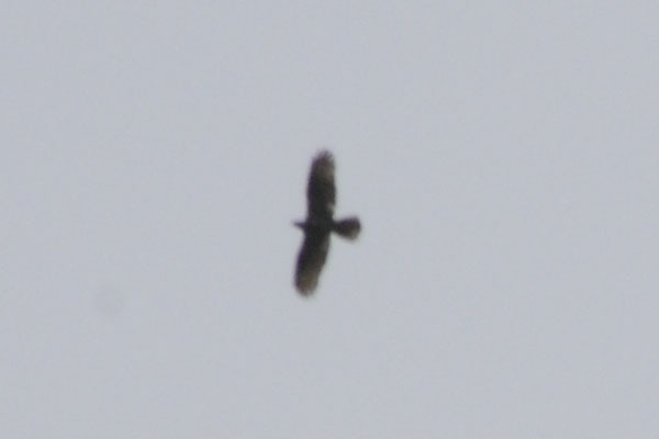 aiuto riconoscimento rapace