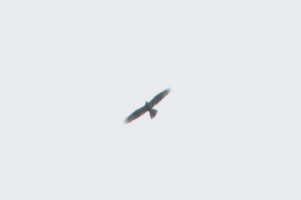 aiuto riconoscimento rapace