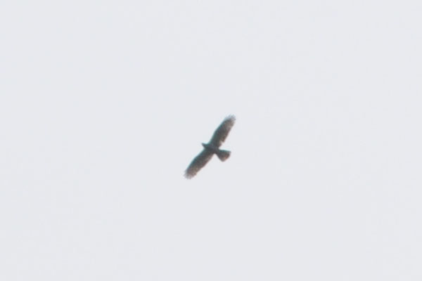 aiuto riconoscimento rapace