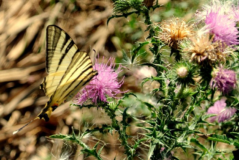Papilio Machaon, the Queen