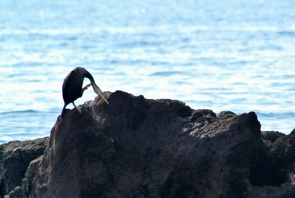 report dall''isola di Capraia!