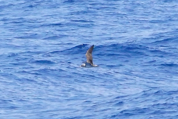report dall''isola di Capraia!
