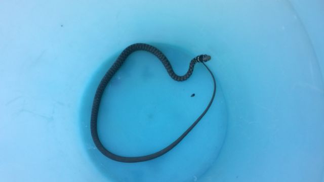 Hierophis viridiflavus