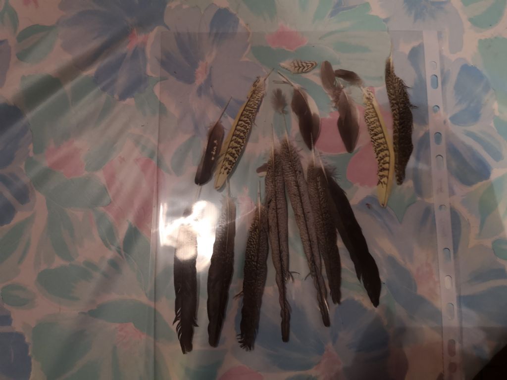 Riconoscimento penne