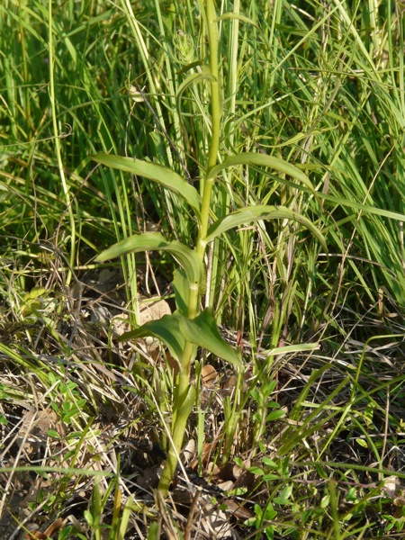 Epipactis carsica
