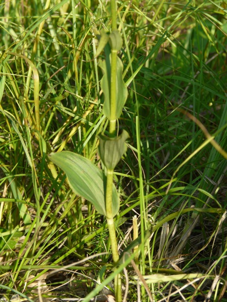 Epipactis carsica