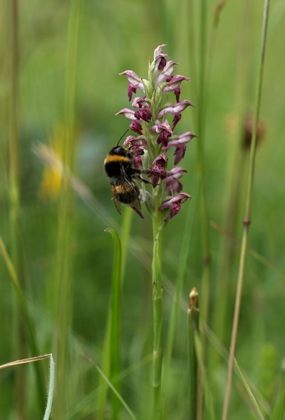 Ape su Anacamptis coriophora