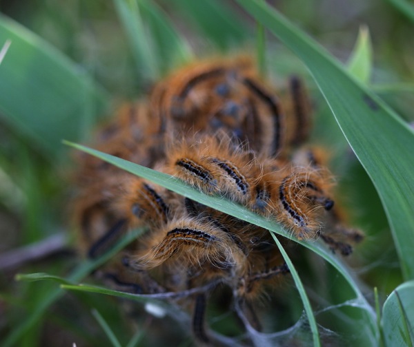 bruchi da ID - Cfr. Malacosoma (Clisiocampa) castrense