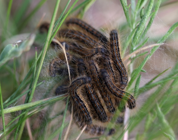 bruchi da ID - Cfr. Malacosoma (Clisiocampa) castrense