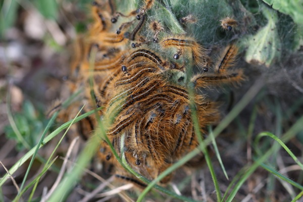 bruchi da ID - Cfr. Malacosoma (Clisiocampa) castrense