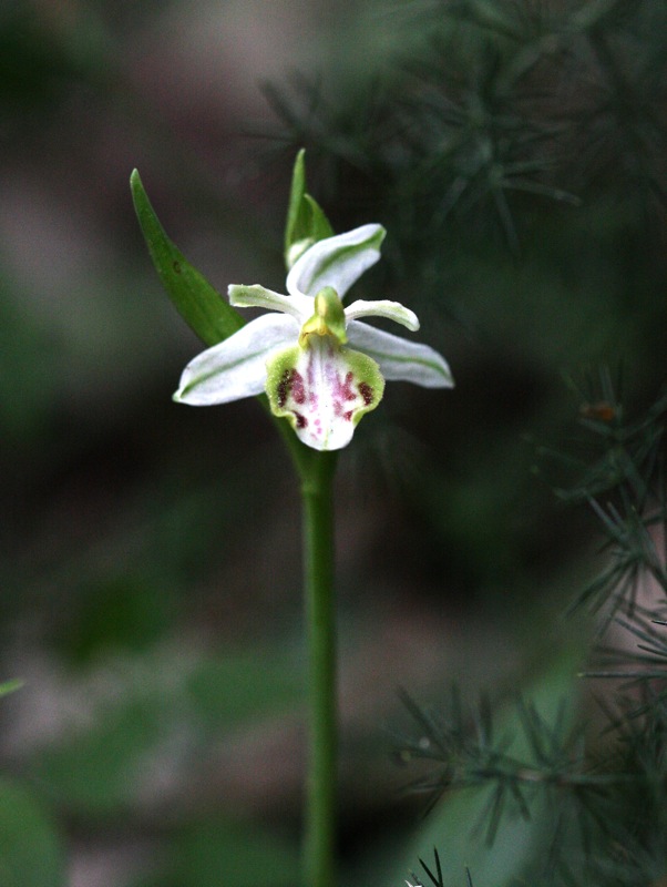 Ophrys apifera var. cervia