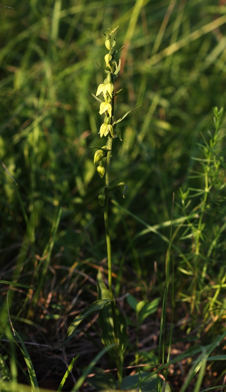 Epipactis carsica
