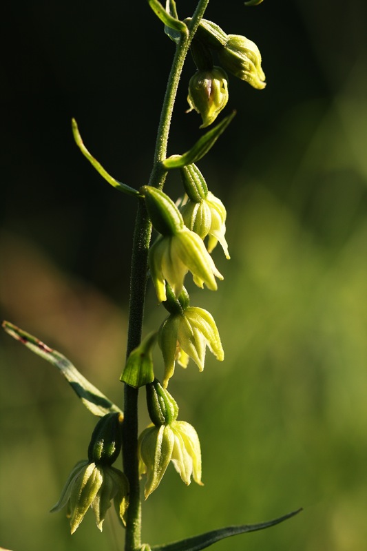 Epipactis carsica