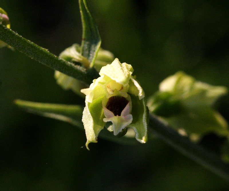 Epipactis carsica