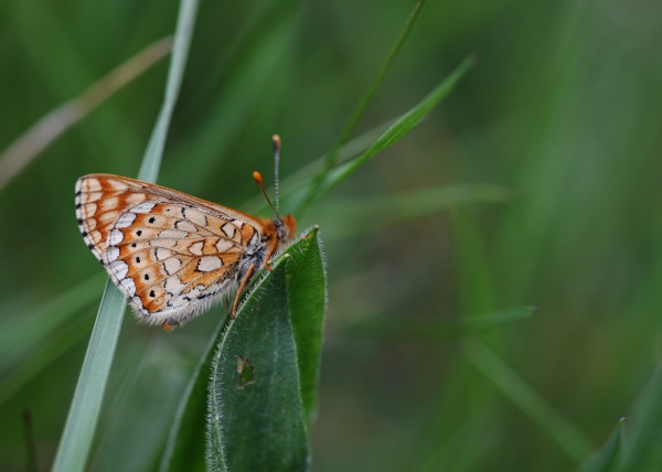 Euphydryas aurinia