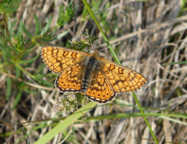 Euphydryas aurinia