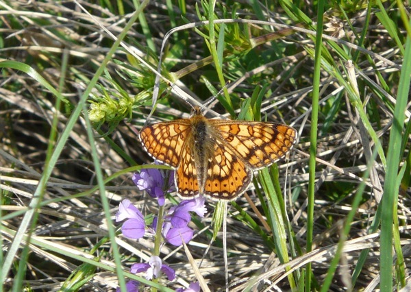 Euphydryas aurinia