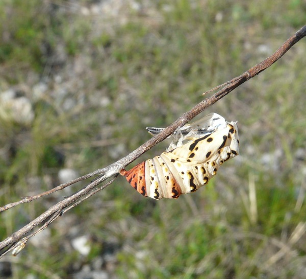 Euphydryas aurinia