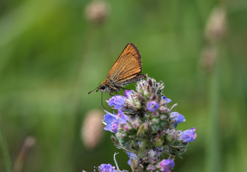 Thymelicus lineola