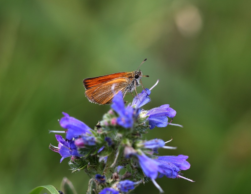 Thymelicus lineola