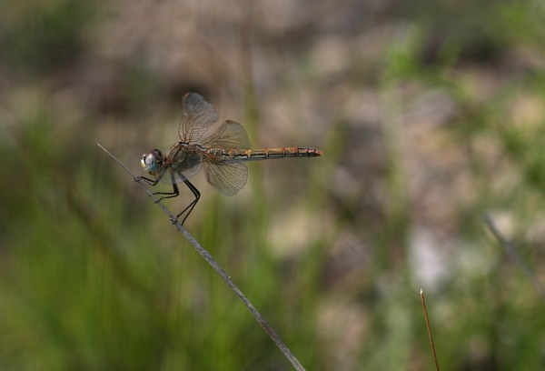 Sympetrum fonscolombii?