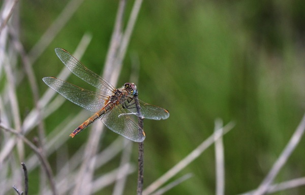 Sympetrum fonscolombii?