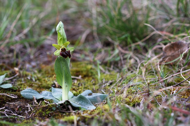 Ophrys sphegodes