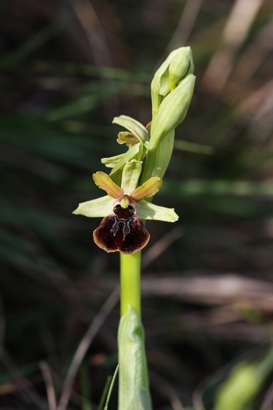 Ophrys sphegodes