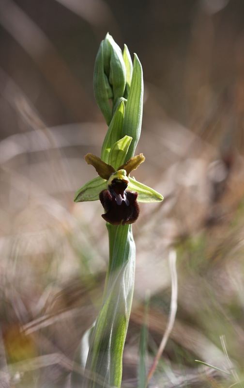 Ophrys sphegodes