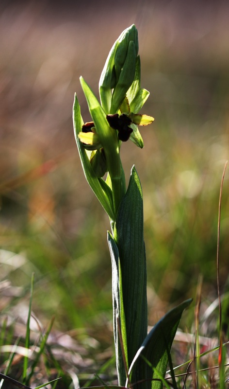 Ophrys sphegodes